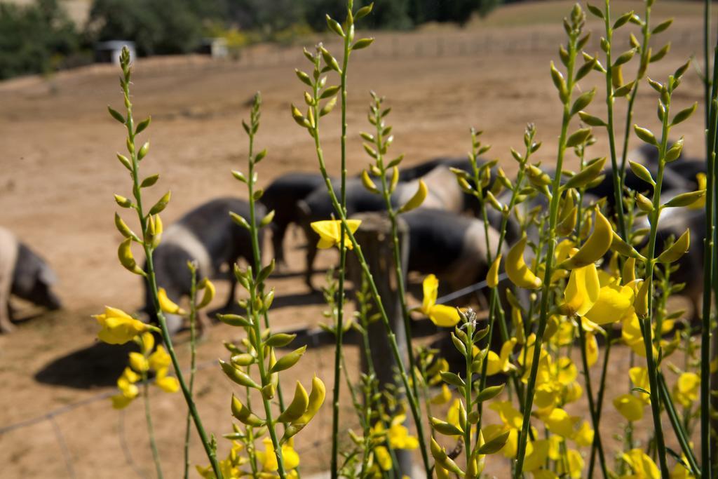 Agriturismo Boschetto Di Montiano Montiano  Eksteriør bilde