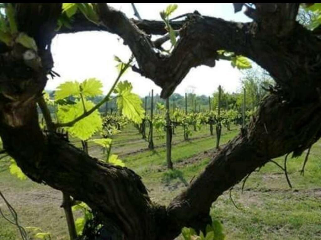 Agriturismo Boschetto Di Montiano Montiano  Eksteriør bilde